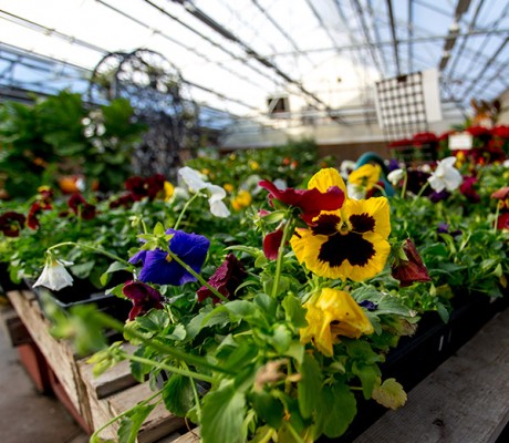 Little Valley Wholesale Nursery